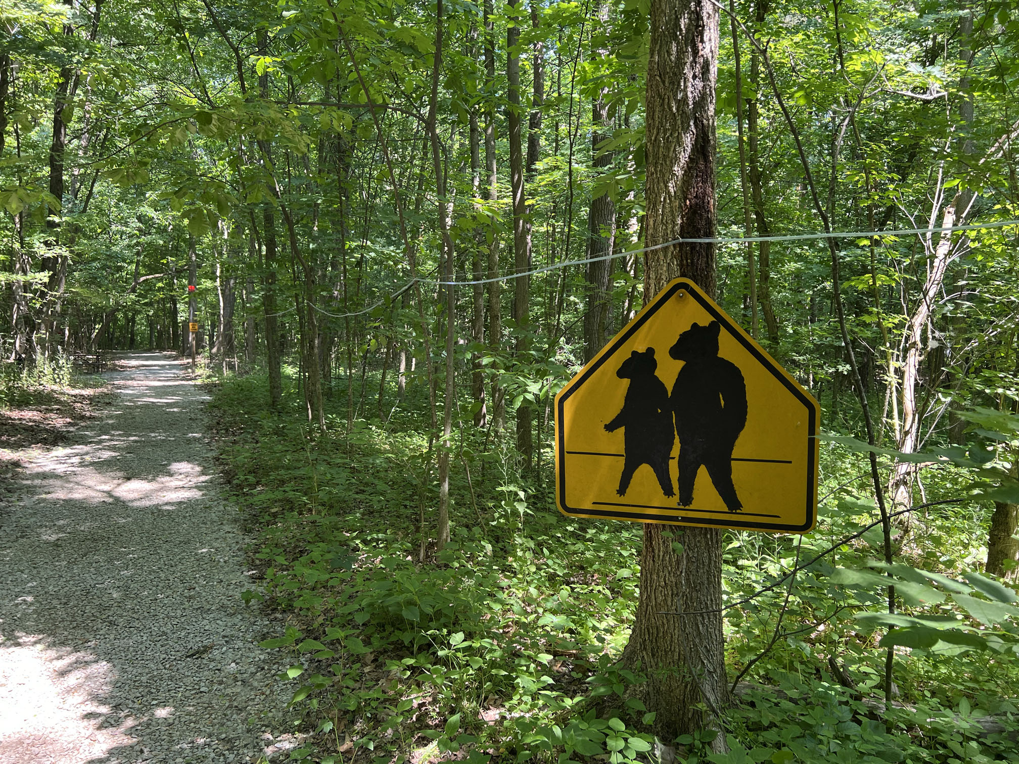 Trail in the woods